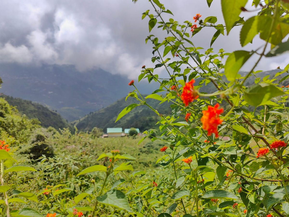 Phenology for Kids: Exploring Nature-Based Learning&nbsp;Opportunities