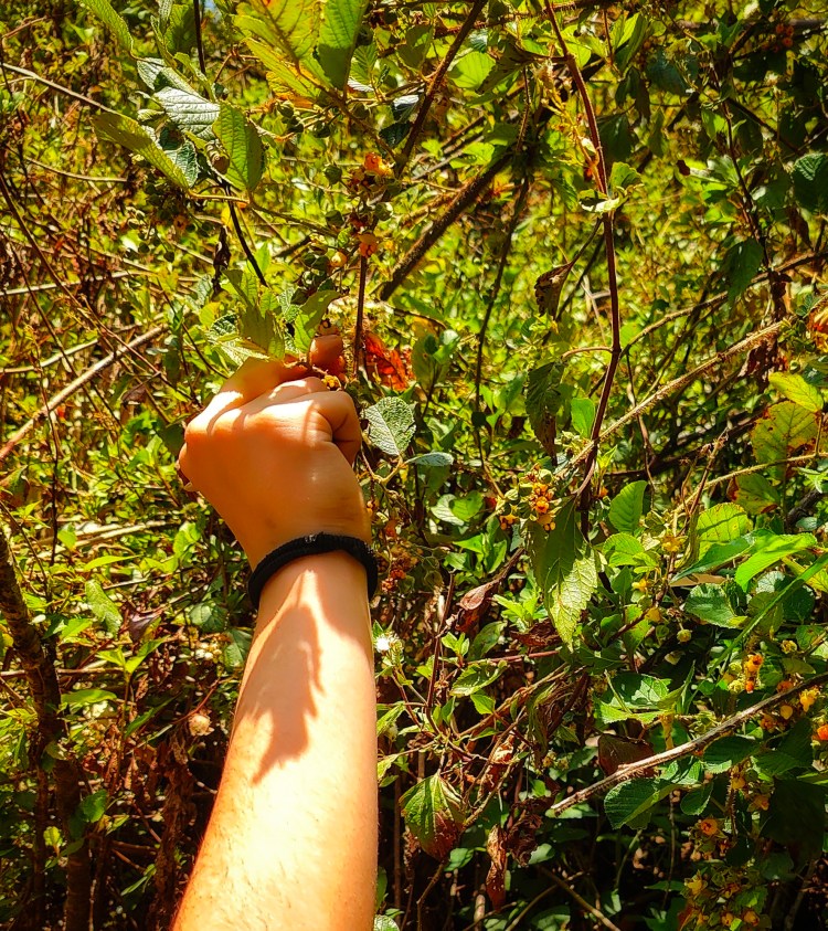 From Nature to Plate: A Student’s Guide to&nbsp;Foraging